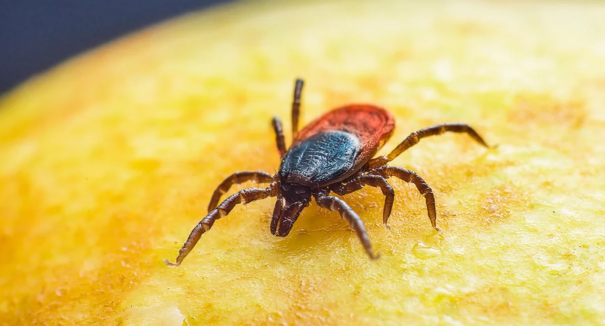Zdrowie, Kleszcze ciągle niebezpieczne znaki dała grypa - zdjęcie, fotografia