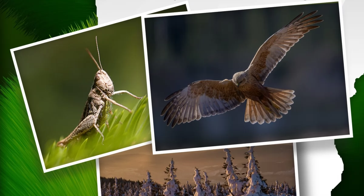 Wystawy, Piękna przyroda zagości wystawie Kraśniku - zdjęcie, fotografia