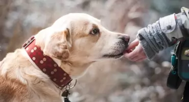 Masz psa ze schroniska lub adopcji, nie zapłacisz w Kraśniku podatku